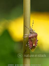 Attēlu rezultāti vaicājumam “Dolycoris baccarum”