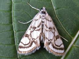 Attēlu rezultāti vaicājumam “Nymphula nitidulata”