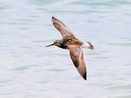 Image result for Calidris tenuirostris