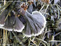Attēlu rezultāti vaicājumam “Thelephora terrestris”