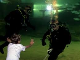 Image result for Cleveland Divers