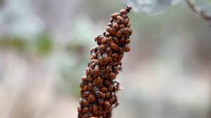 Attēlu rezultāti vaicājumam “Saturnia pavonia eggs”