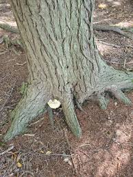 Attēlu rezultāti vaicājumam “Climacocystis borealis”