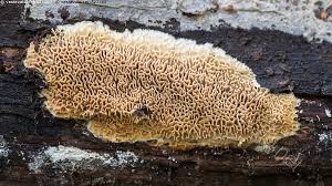 Attēlu rezultāti vaicājumam “Antrodia mellita”