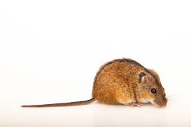 Attēlu rezultāti vaicājumam “Apodemus agrarius”