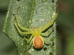 Attēlu rezultāti vaicājumam “Diaea dorsata”