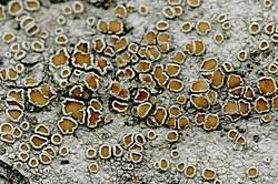 Attēlu rezultāti vaicājumam “Lecanora allophana”