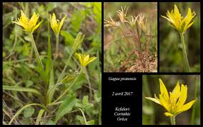 Attēlu rezultāti vaicājumam “Gagea pratensis flower”
