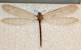 Attēlu rezultāti vaicājumam “Myrmeleontidae”