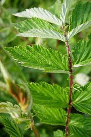 Attēlu rezultāti vaicājumam “Filipendula ulmaria  leaf”