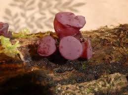 Attēlu rezultāti vaicājumam “Ascocoryne cylichnium”