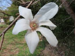 Attēlu rezultāti vaicājumam “Magnolia kobus flower”