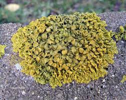 Attēlu rezultāti vaicājumam “Xanthoria parietina”