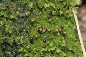 Attēlu rezultāti vaicājumam “Blepharostoma trichophyllum”