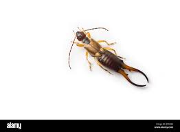 Attēlu rezultāti vaicājumam “Forficula auricularia”