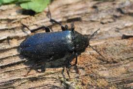 Attēlu rezultāti vaicājumam “Melandrya dubia”