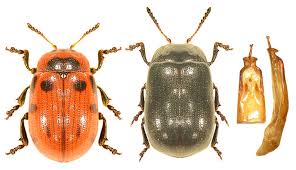 Attēlu rezultāti vaicājumam “Gonioctena viminalis”