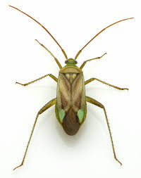 Attēlu rezultāti vaicājumam “Adelphocoris lineolatus imago”