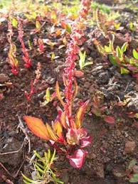 Attēlu rezultāti vaicājumam “Rumex aquaticus bud”
