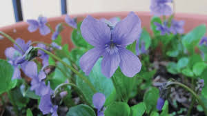 Attēlu rezultāti vaicājumam “Viola uliginosa”