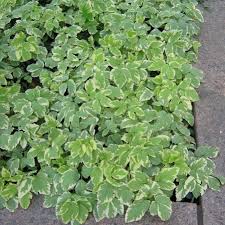 Attēlu rezultāti vaicājumam “Aegopodium podagraria”