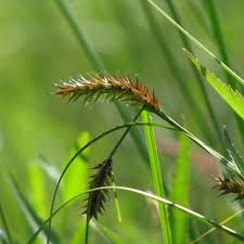 Attēlu rezultāti vaicājumam “Carex vesicaria”