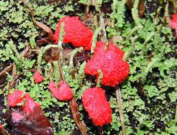 Attēlu rezultāti vaicājumam “Tubifera ferruginosa (subsp. ferruginosa) macro”
