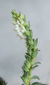 Attēlu rezultāti vaicājumam “Odontites vulgaris flower”