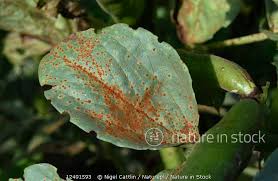 Attēlu rezultāti vaicājumam “Vicia faba leaf”