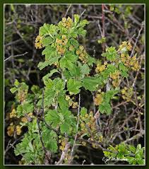 Attēlu rezultāti vaicājumam “Ribes spicatum”