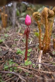 Attēlu rezultāti vaicājumam “Podophyllum hexandrum flower”