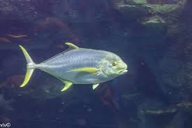 Image result for Caranx hippos