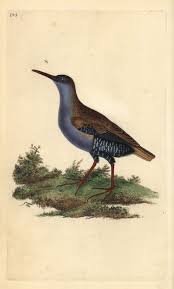 Attēlu rezultāti vaicājumam “Gordius aquaticus”