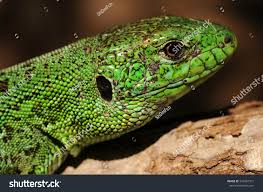 Attēlu rezultāti vaicājumam “Lacerta agilis male”