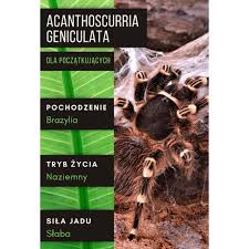 Znalezione obrazy dla zapytania geniculata