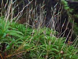 Attēlu rezultāti vaicājumam “Atrichum flavisetum”