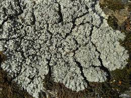 Attēlu rezultāti vaicājumam “Trapeliopsis granulosa”