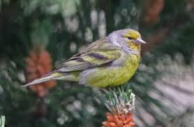 Image result for Carduelis citrinella