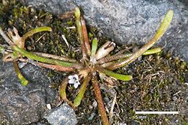 Attēlu rezultāti vaicājumam “Limosella aquatica flower”