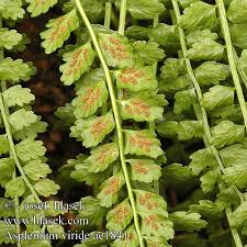 Attēlu rezultāti vaicājumam “Asplenium viride”