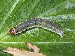 Attēlu rezultāti vaicājumam “Lozotaenia forsterana”