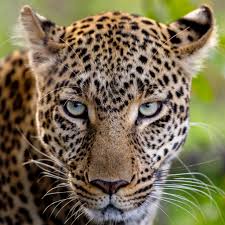 Afbeeldingsresultaat voor panters