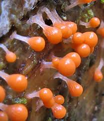 Attēlu rezultāti vaicājumam “Hemitrichia chrysospora macro”