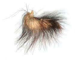 Attēlu rezultāti vaicājumam “Brachionycha nubeculosa”