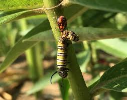 Image result for monarch caterpillar