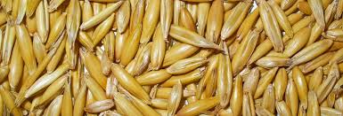 Attēlu rezultāti vaicājumam “Hordeum vulgare fruit”