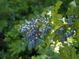 Attēlu rezultāti vaicājumam “Mahonia aquifolium”