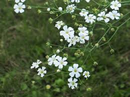 Image result for Gypsophila elegans
