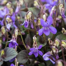 Image result for Veilchen