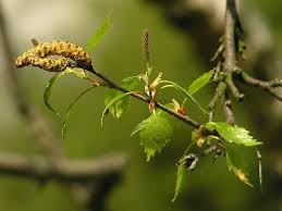 Attēlu rezultāti vaicājumam “Betula humilis male flower”